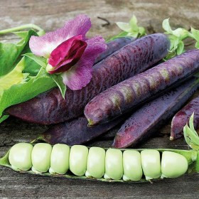 Lila cukorborsó  Blauwschokker Ezetha - Hüvelyes különlegességek az Egzotikus Növények Stúdiójától